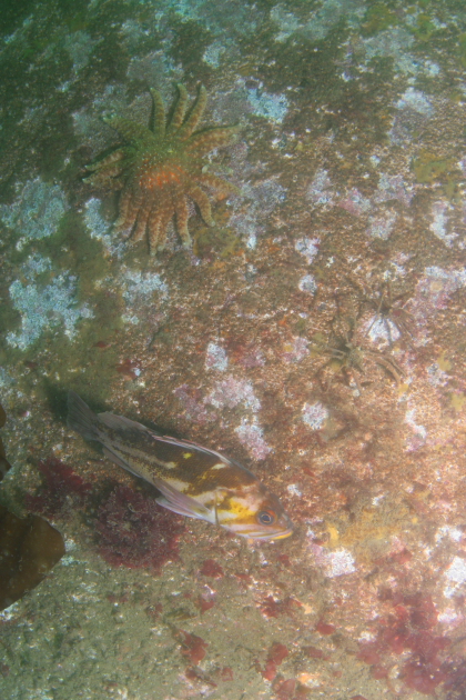 COPPER ROCKFISH AND SEASTAR ON HULL